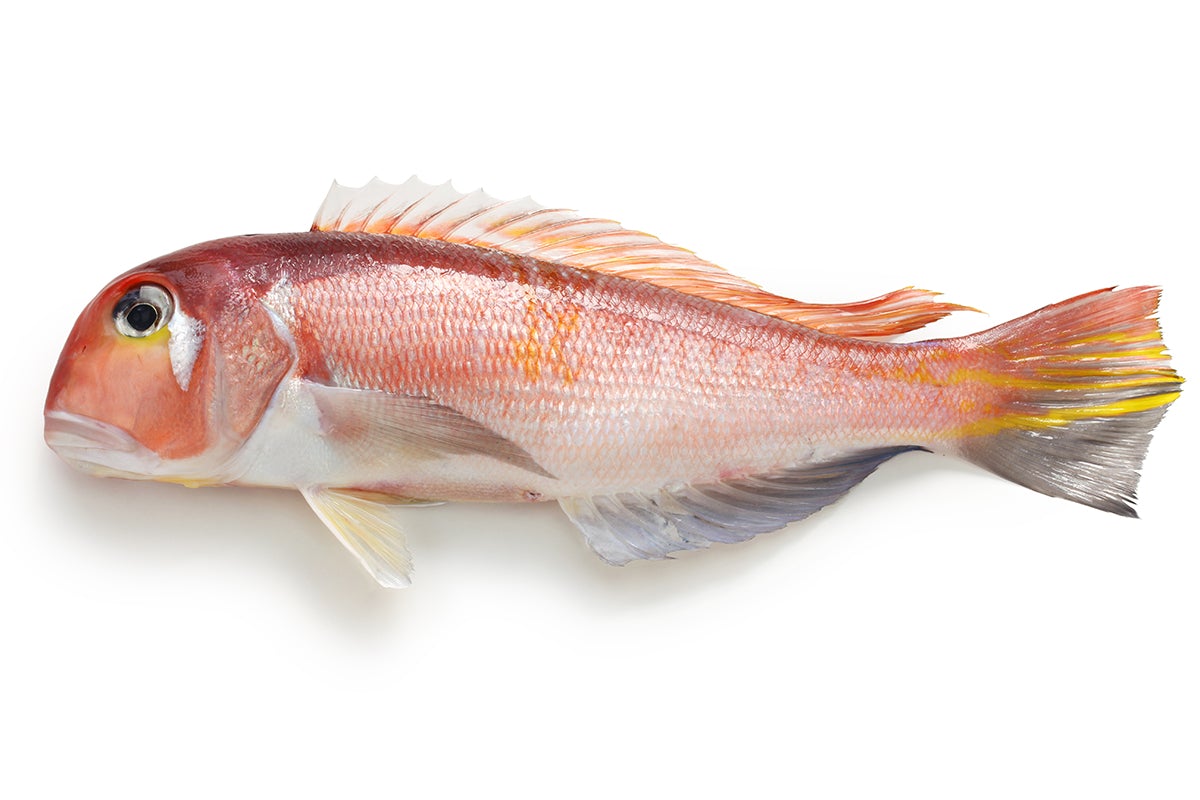 Red Amadai, Tilefish, Shimonoseki (Yamaguchi) (0.9 - 1.1kg, Whole)
