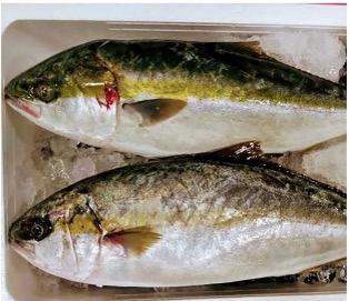Hamachi, Yellow Tail (Whole Fish, Filleted)