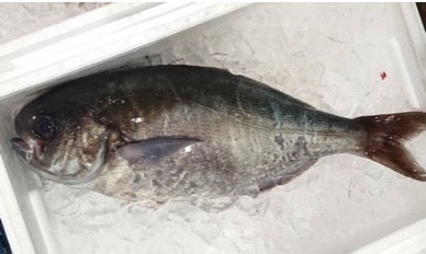 Medai, Butterfish (3-4kg)