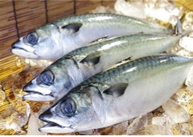 Saba, Mackerel (600-800g)