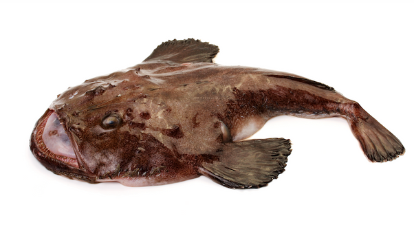 Anko Monkfish, Shimonoseki (Yamaguchi) (4-5kg)