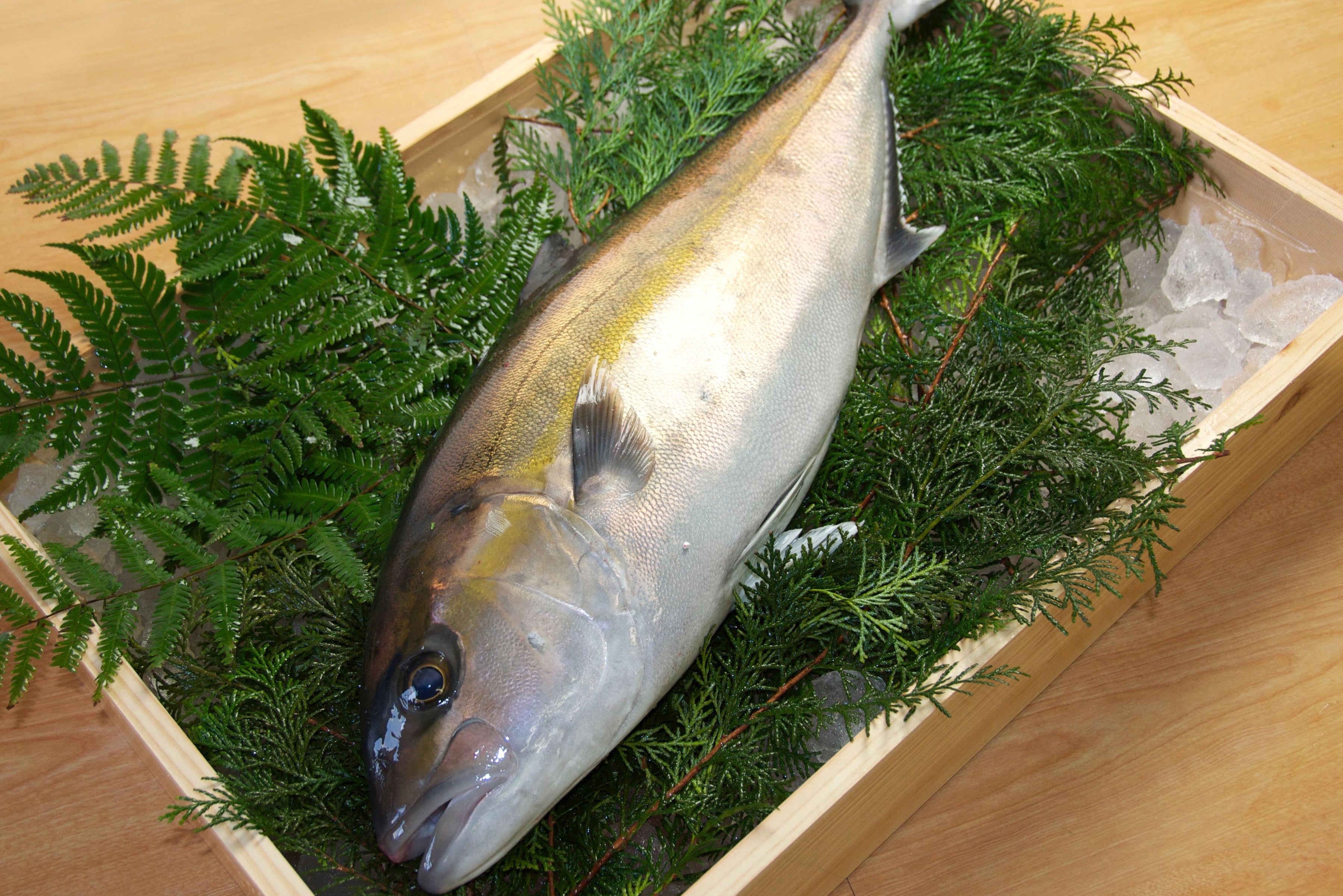 Kanpachi, Amberjack, Kagoshima (Whole Fish, Fillet)
