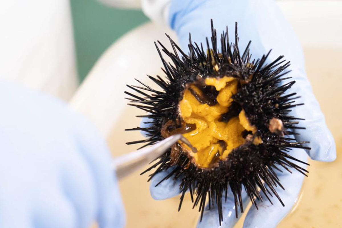 Karatsuki Uni, Sea Urchin in Half-Shell (10 pcs)